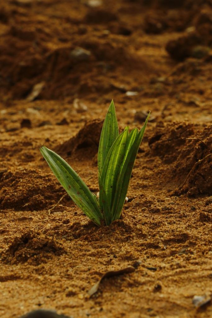 Close-up of a young plant sprouting in rich soil, symbolizing new growth and nature's resilience.