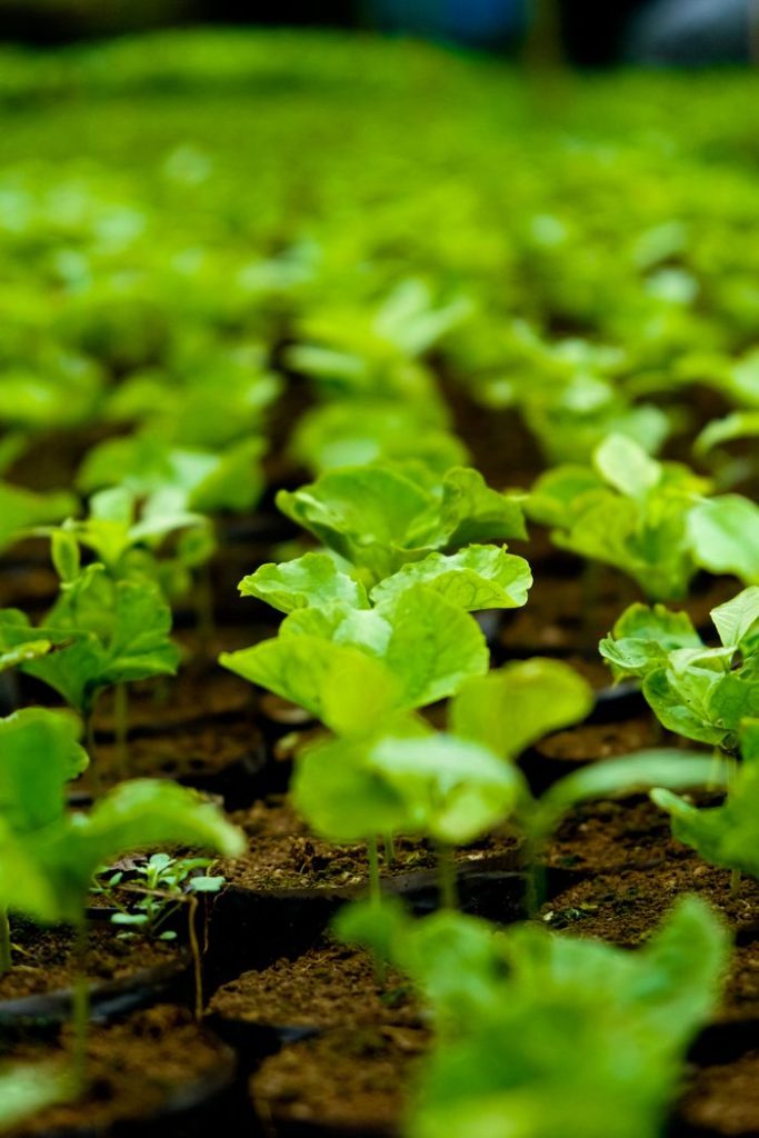 Close-up view of lush green plants growing in a nursery, showcasing vibrant growth.