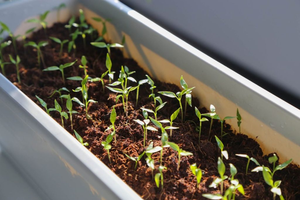 Close-up of green seedlings in a pot by a window, in soft natural light.