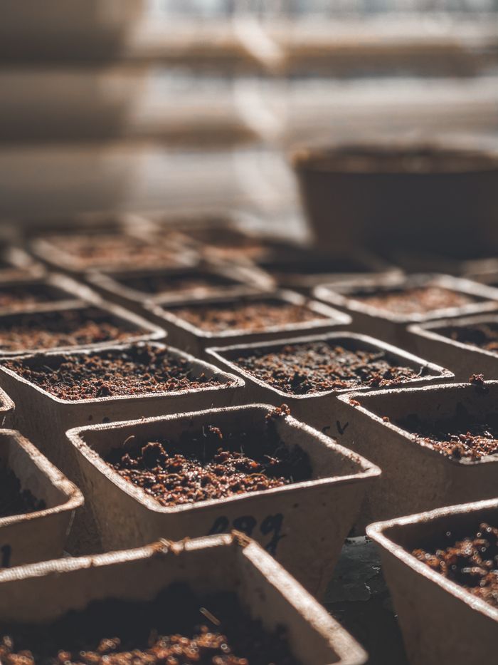 A sunlit room with biodegradable pots arranged in rows, ready for seed planting.