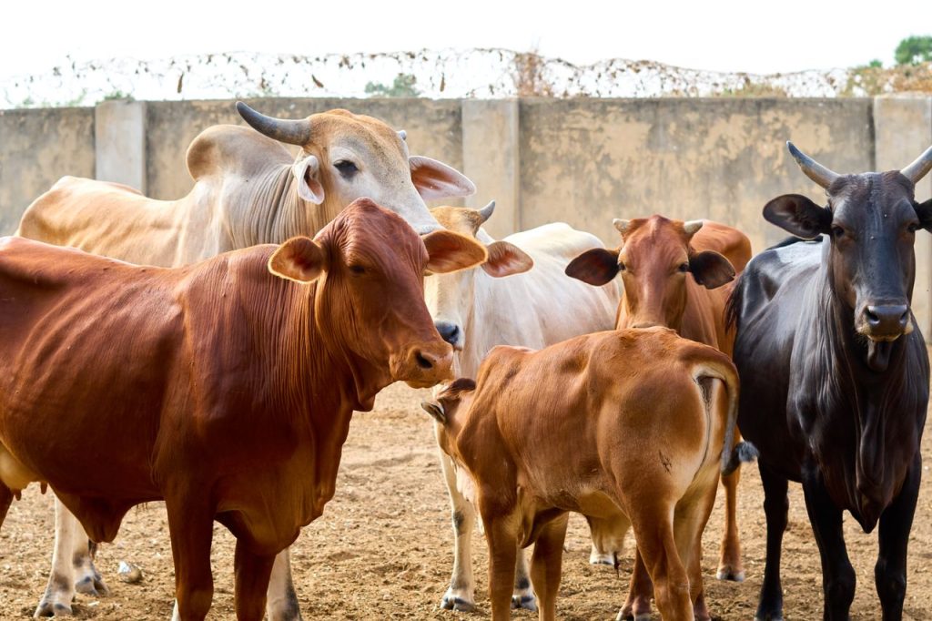 A group of various cattle breeds in an outdoor pen, showcasing farm life.
