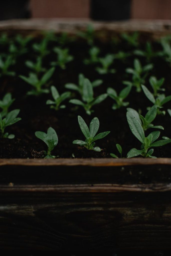Close-up of green seedlings sprouting in moist soil in a wooden planter box, showcasing new growth outdoors.